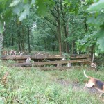 Sommer 2008 (23)