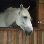 Sommer 2008 (37)
